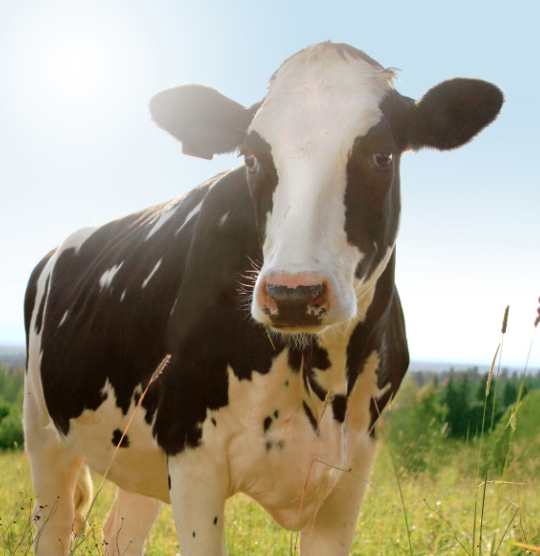 Omega Ratio Part 2 Healthful Elements